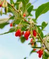Jagoda Goji SWEET BERRY