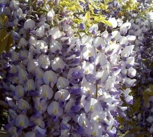 Wisteria veľkokvetá GLICYNIA