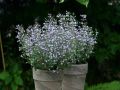 Kalaminta MARVELETTE BLUE