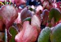 Bergenia Sercowata WINTERGLUT