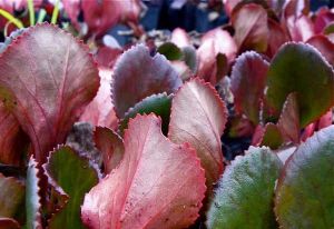 Bergenia srdcovitá WINTERGLUT