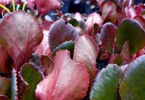 Bergenia srdcovitá WINTERGLUT