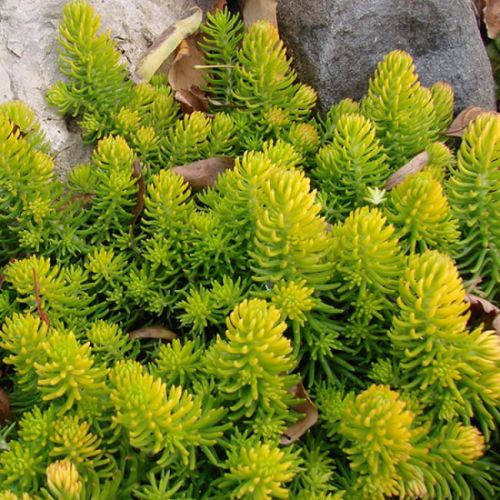 Sedum ANGELINA 
