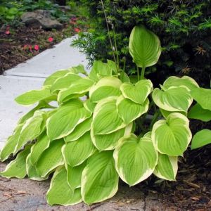  HOSTA AMERICAN DREAM