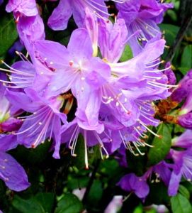 Rododendron BUCHLOVICE