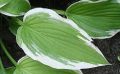 Funkia - Hosta SHOGUN