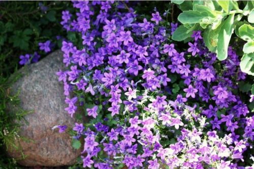 Žabník záhradný VIOLET WITH EYE