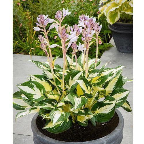 Hosta - Hosta ETERNAL FLAME