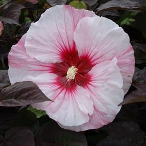 Hibiscus trvalkový COPPER KING