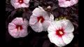 Hibiskus bylinowy COPPER KING