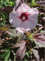 Hibiskus bylinowy COPPER KING