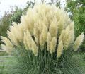 Trawa pampasowa WHITE PLUME