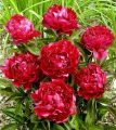 Piwonia FELIX CROUSSE
