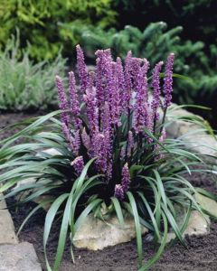 Liriope tráva MONEY MAKER