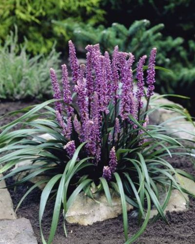 Liriope tráva MONEY MAKER