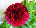 Piwonia FELIX CROUSSE
