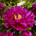 Piwonia KARL ROSENFIELD