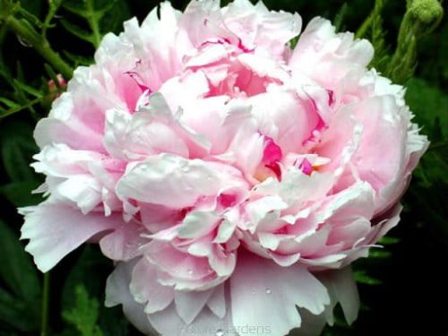 Pivoňka SARAH BERNHARDT