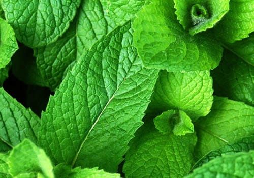 Mäta MOJITO