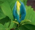 Magnolia BLUE OPAL