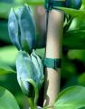 Magnolia BLUE OPAL