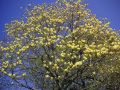 Magnolia brooklińska YELLOW BIRD