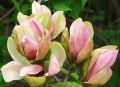 Magnolia WOODSMAN