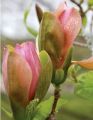 Magnolia WOODSMAN