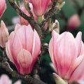 Magnolia SATISFACTION