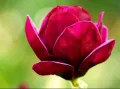 Magnolia czerwona RED AS RED