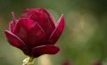 Magnolia czerwona RED AS RED