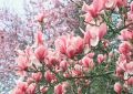 Magnolia FRAGRANT CLOUD