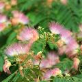 ALBIZIA julibrissin