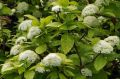 KALINA hordowina AUREOVARIEGATA SZCZEPIONA