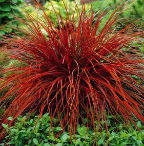 Ostrica červená Everflame