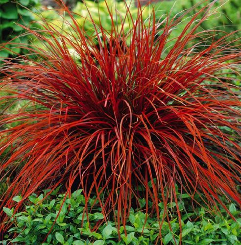 Ostrica červená Everflame