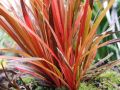 UNCINIA rubra EVERFLAME