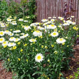 Nechtík CRAZY DAISY