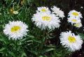 Złocień CRAZY DAISY