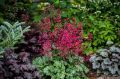 Żurawka Heuchera PARIS