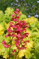 Żurawka Heuchera PARIS