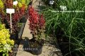 Berberys Thunberga ORANGE ROCKET