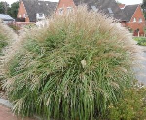 Miscanthus čínsky YAKA DANCE