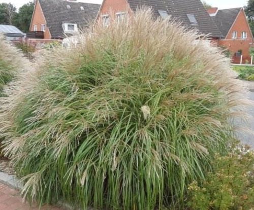 Miscanthus čínsky YAKA DANCE