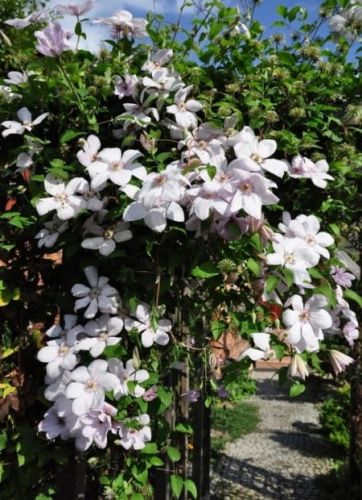 Plamienok Clematis Ján Pavol II