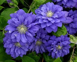 Plamienok CLEMATIS KIRI TE KANAWA