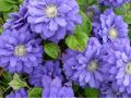 Powojnik CLEMATIS KIRI TE KANAWA