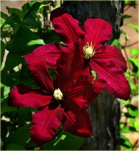 Plamienok Clematis veľkokvetý NIOBE