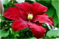 Powojnik Clematis wielkokwiatowy NIOBE
