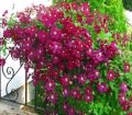 Powojnik Clematis wielkokwiatowy NIOBE